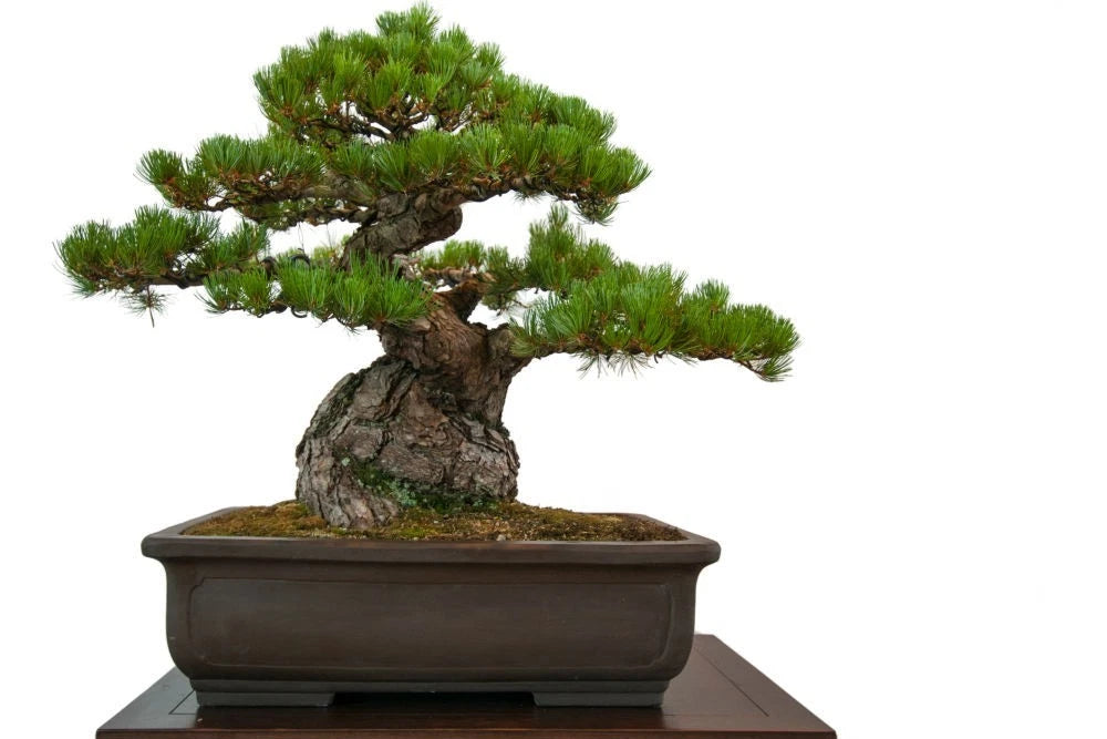 Black Pine Bonsai Seeds | Japanese Black Pine | Pinus Thunbergii