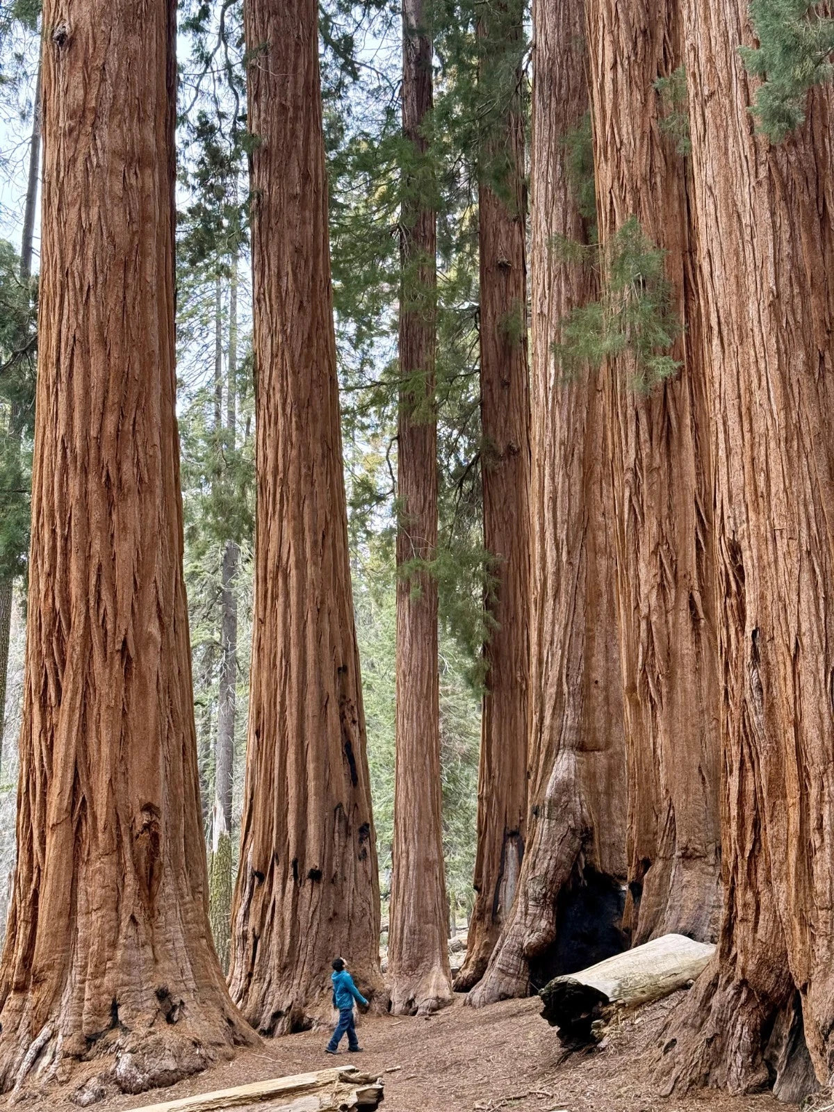 Giant Sequoia Seeds (Sequoiadendron giganteum)