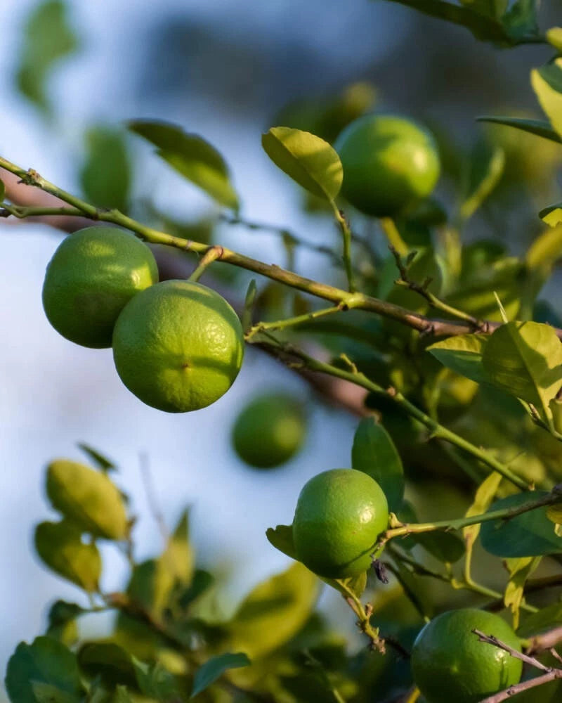 Dwarf Lime Tree Seeds for Planting | Fast Shipping from USA