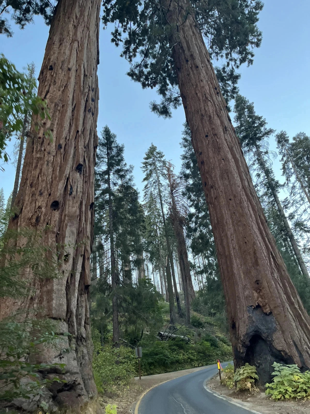 Giant Sequoia Seeds (Sequoiadendron giganteum)