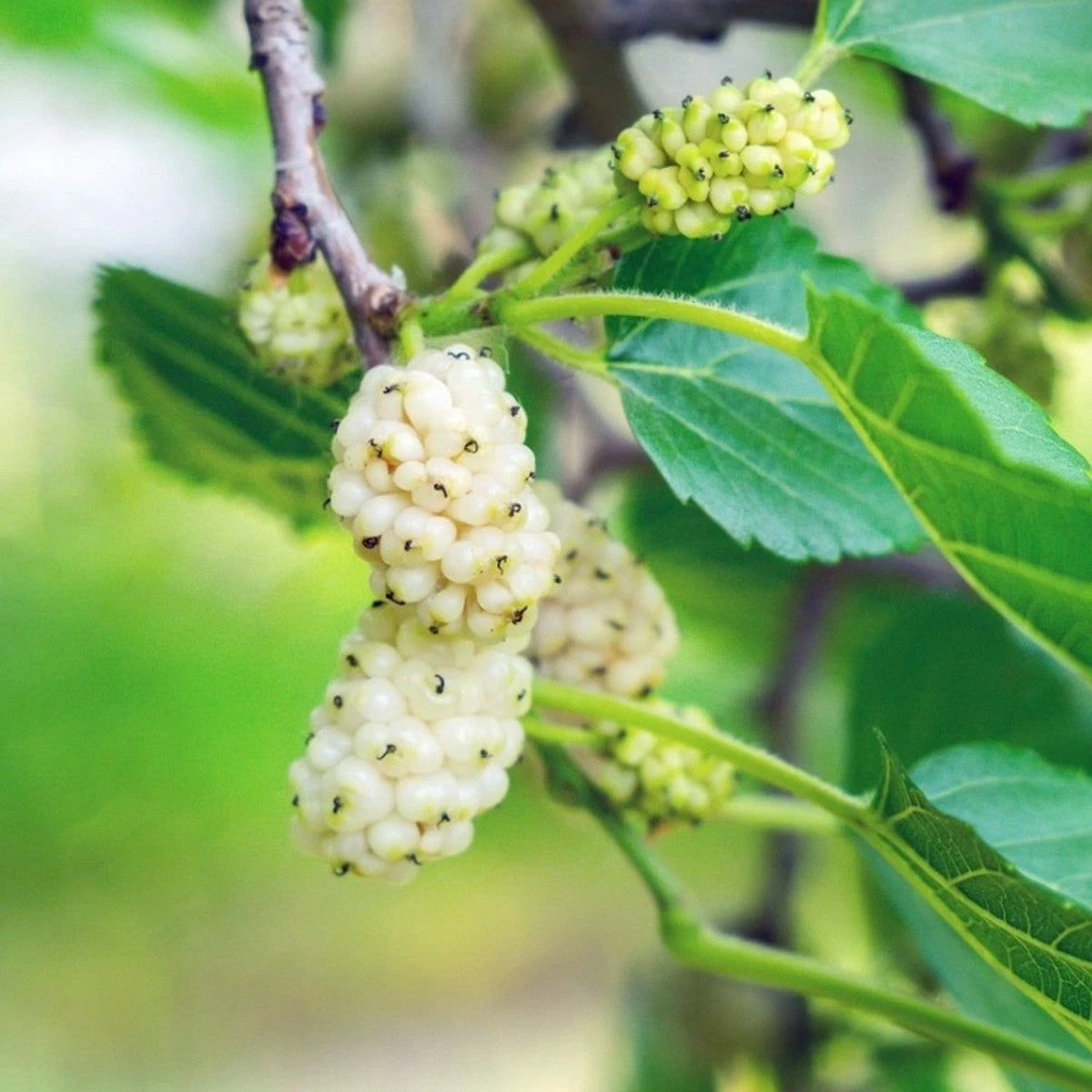 White Mulberry Seeds – Morus alba – Non-GMO, Open-Pollinated Heirloom