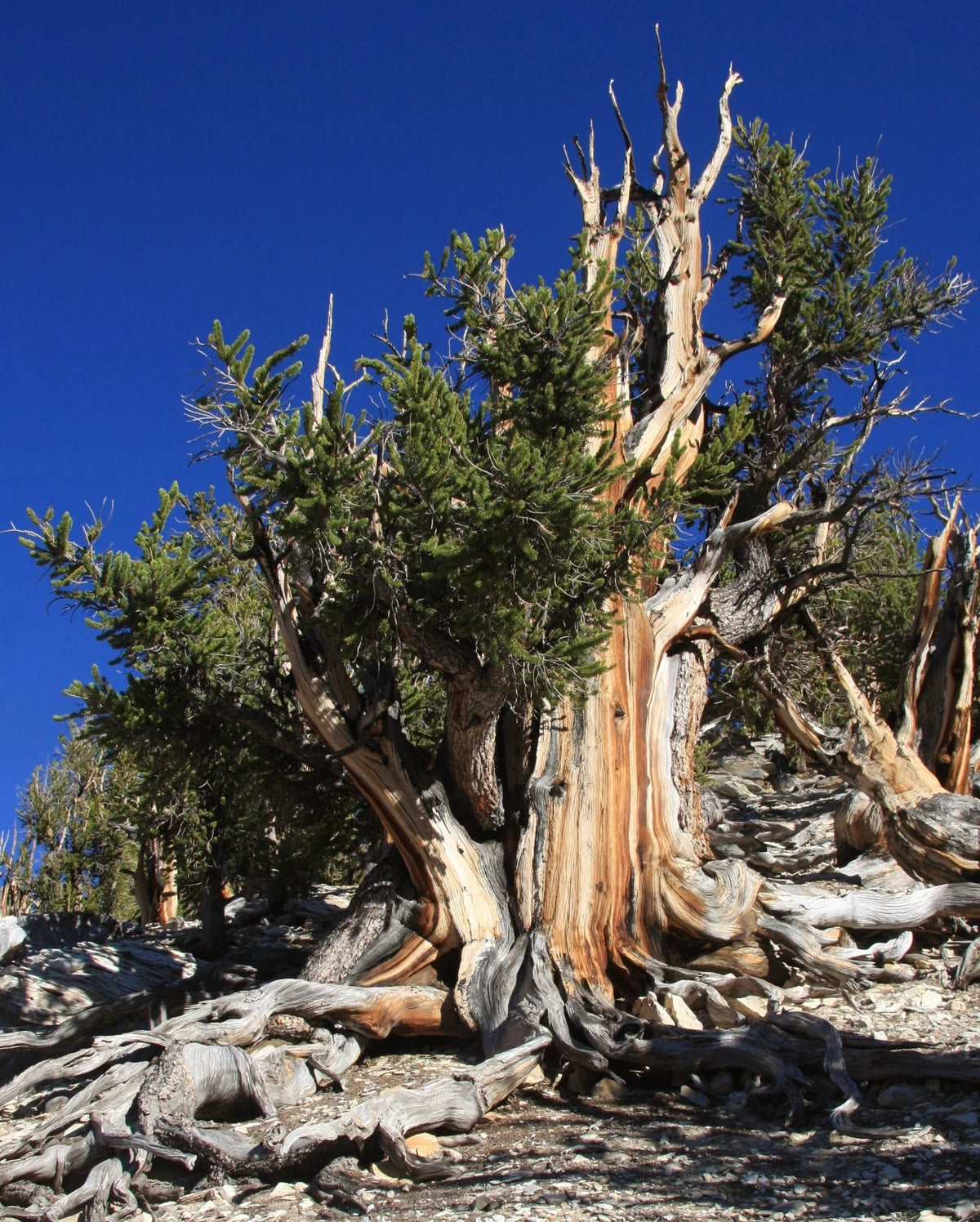 Bristlecone Pine Seeds Pinus aristata Oldest Living Tree Rocky Mountain