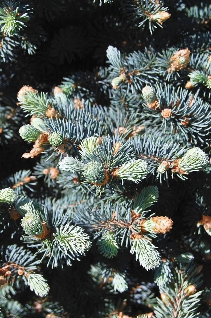 Colorado Blue Spruce Seeds – Picea pungens glauca Evergreen