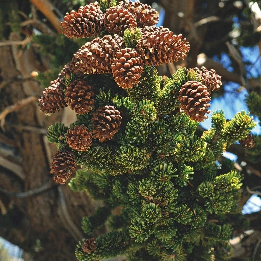 Bristlecone Pine Seeds Pinus aristata Oldest Living Tree Rocky Mountain