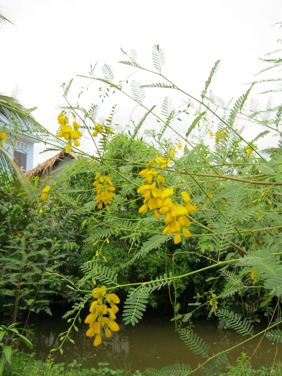 Sesbania sesban Seeds - Sesbania Tree Seeds - Fast Growing Tropical Plant