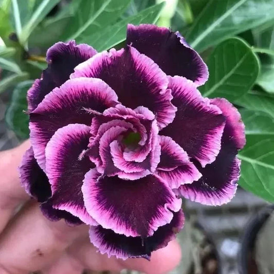 "Twilight Bloom" Adenium obesum – Double White & Purple Desert Rose Seeds
