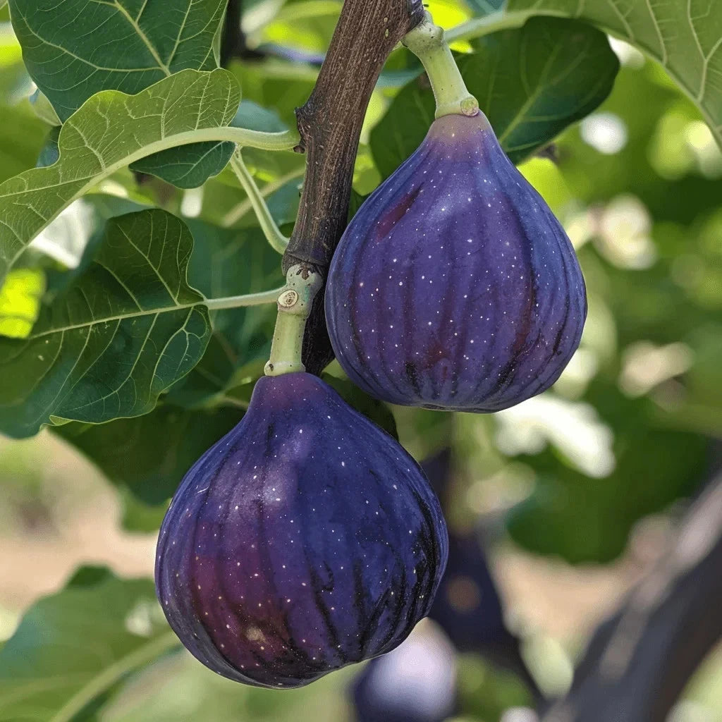 Texas Blue Giant Fig Seeds Large Sweet Fruit Tree Garden USA