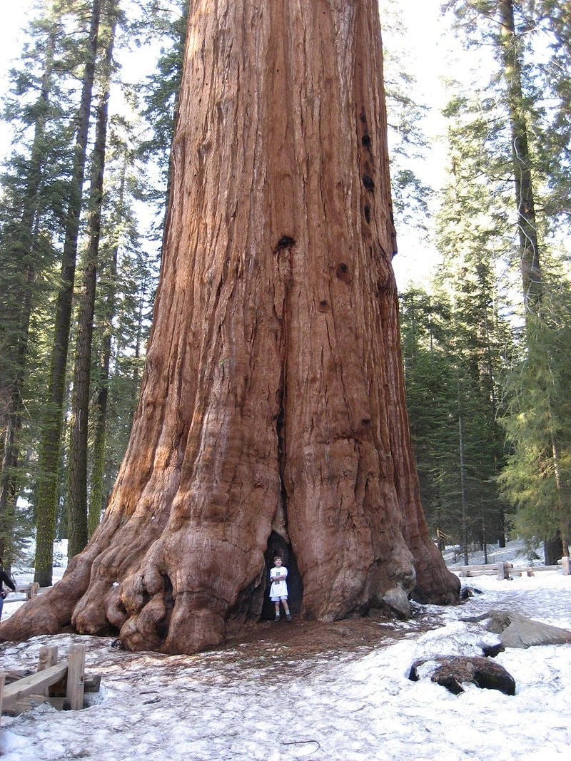 Giant Sequoia Seeds (Sequoiadendron giganteum)