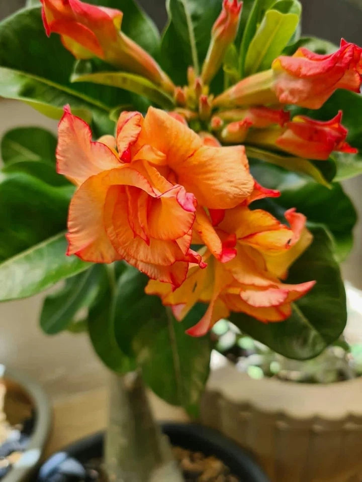 "Phoenix Blush" Desert Rose Seeds Red Orange Blooming Adenium