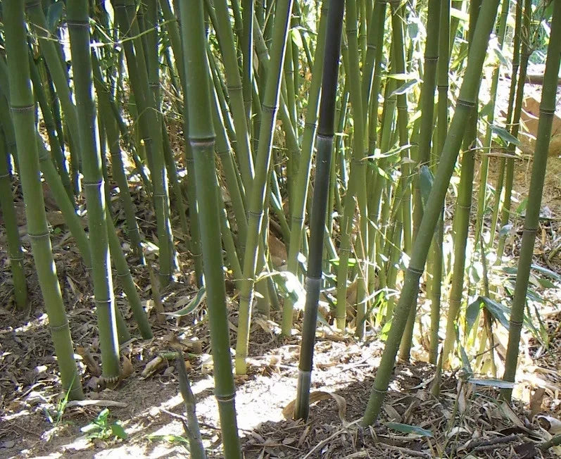 Bissetii Bamboo Seeds | Privacy Climbing Garden Seeds | Fast Growing Screen