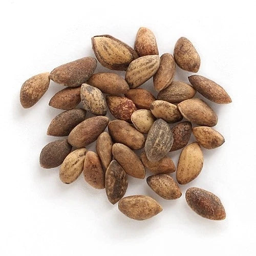 Black Pine Bonsai Seeds | Japanese Black Pine | Pinus Thunbergii
