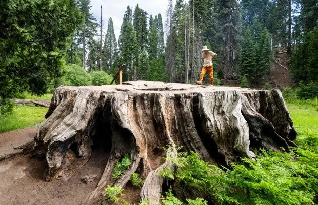 Giant Sequoia Seeds (Sequoiadendron giganteum)