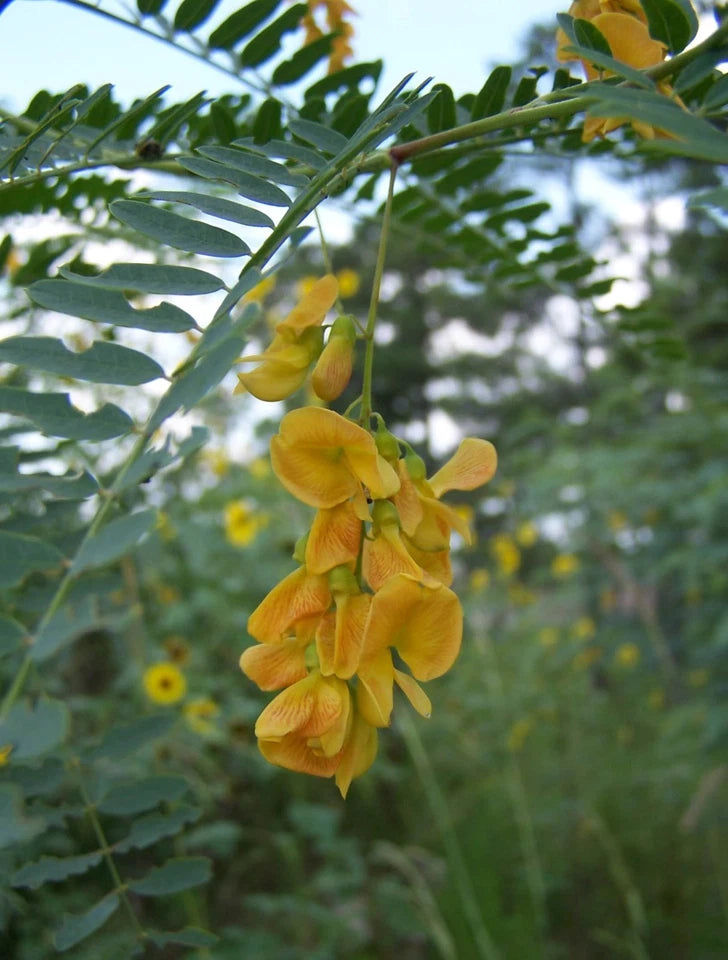 Sesbania sesban Seeds - Sesbania Tree Seeds - Fast Growing Tropical Plant