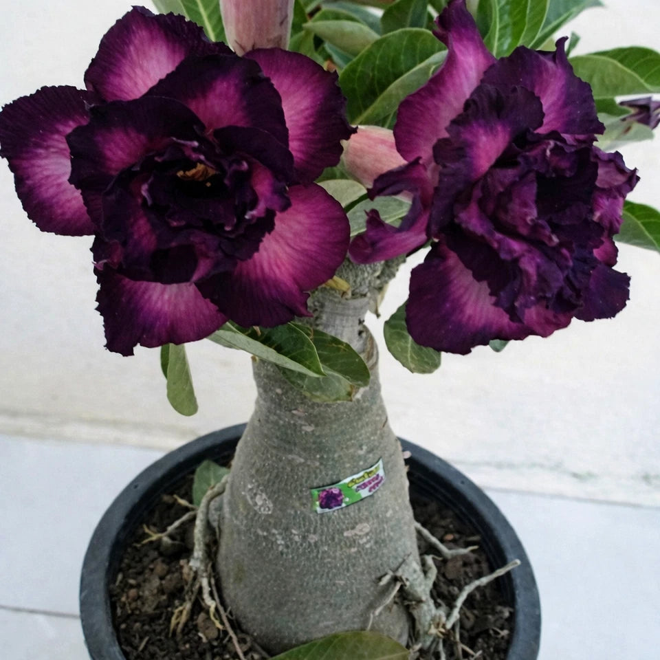 "Twilight Bloom" Adenium obesum – Double White & Purple Desert Rose Seeds