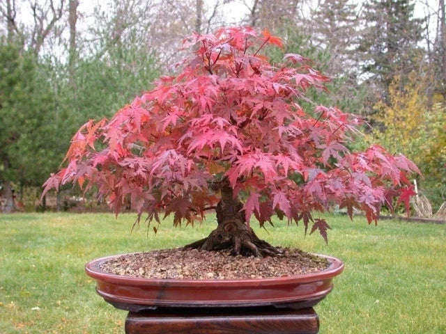 Acer Rubrum Red Maple Bonsai Seeds Rare Tree Plant Home Garden Bonsai