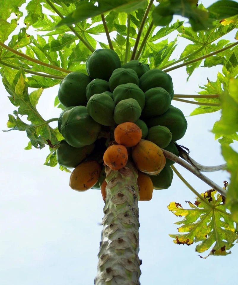 Dwarf Solo Waimanalo Papaya Seeds – Carica Papaya – Fast Fruiting Houseplant