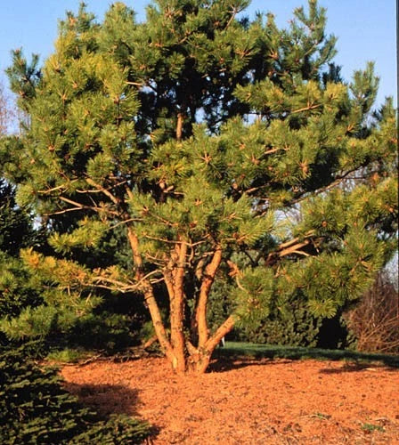 Japanese Red Pine Seeds Pinus densiflora Evergreen Bonsai Tree