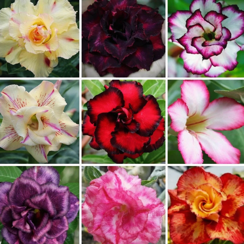 Adenium Obesum Mixed Color Seeds Desert Rose Bonsai Succulent Plant Rare