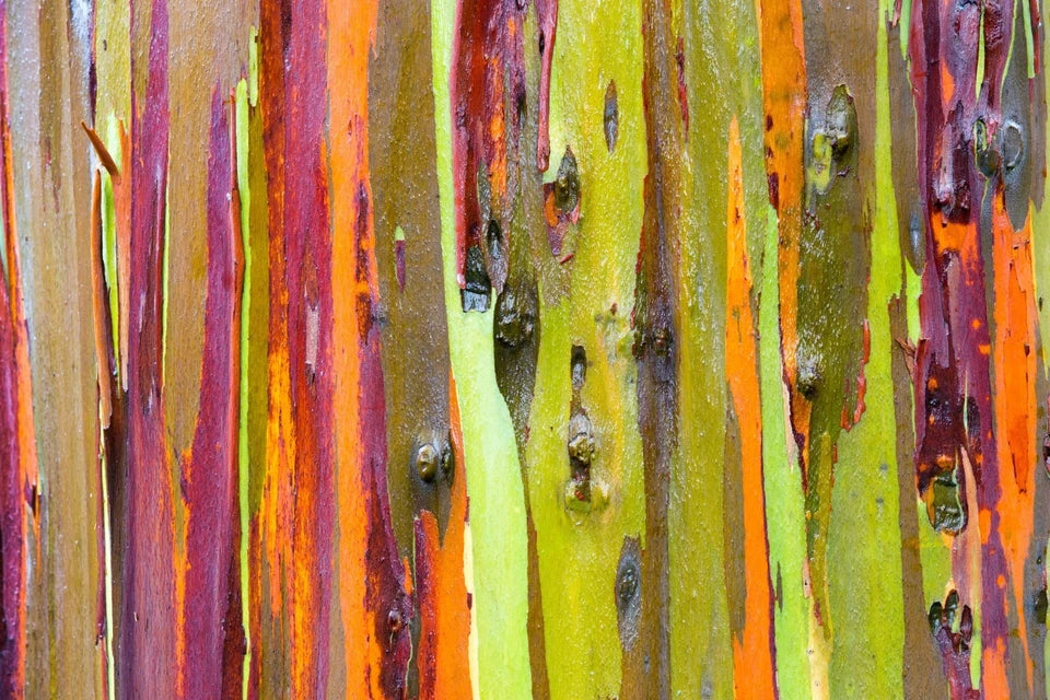 Rainbow Eucalyptus Tree Seeds | Fast-Growing Colorful Bark | Rare Perennial