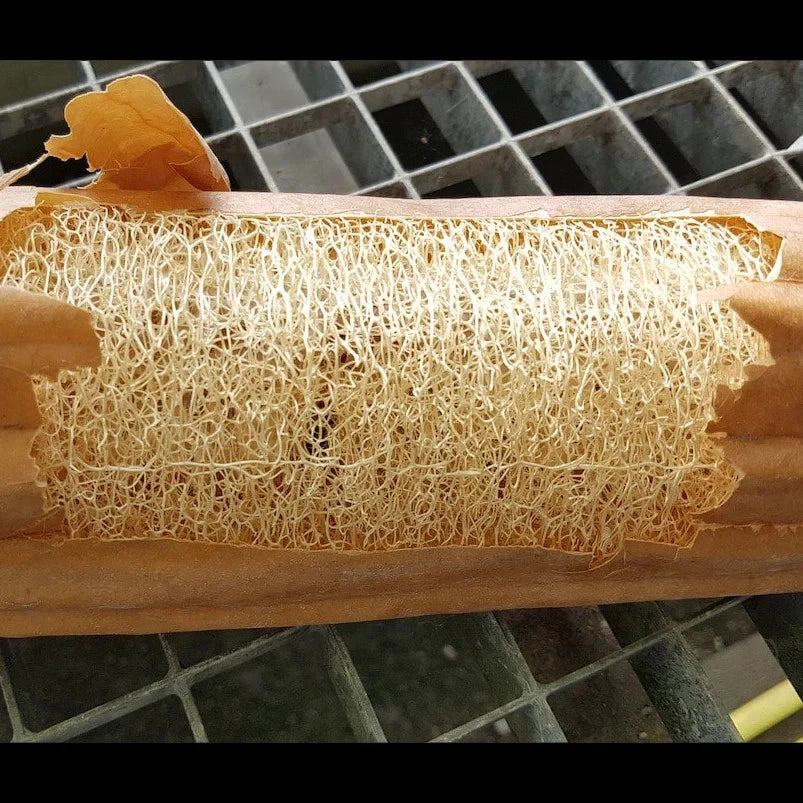 Super Long Luffa Gourd Seeds - Non-GMO, Loofah Sponge Gourd Seeds