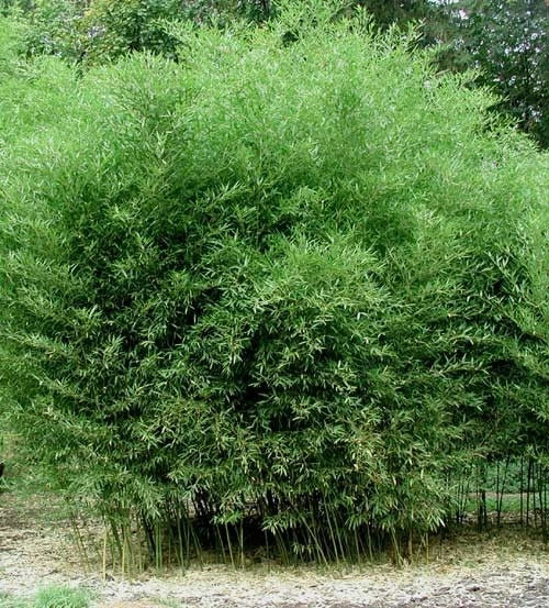 Bissetii Bamboo Seeds | Privacy Climbing Garden Seeds | Fast Growing Screen