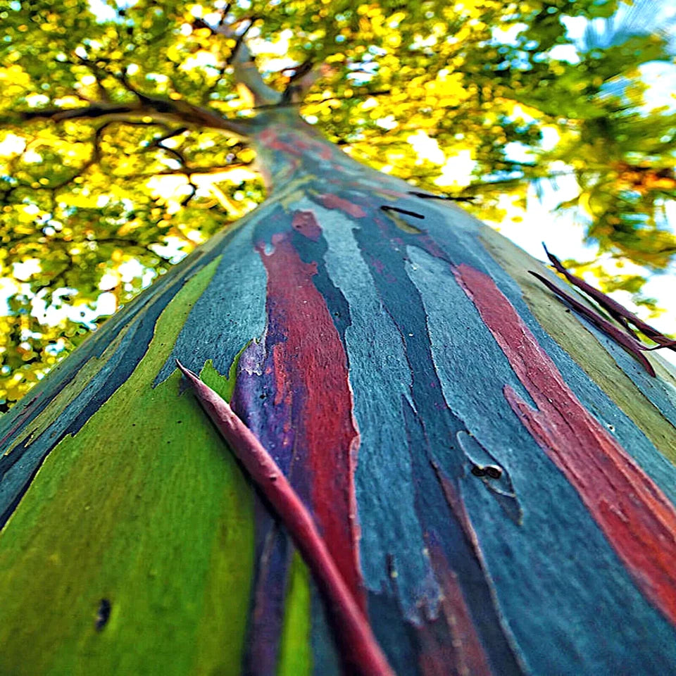 Rainbow Eucalyptus Tree Seeds | Fast-Growing Colorful Bark | Rare Perennial
