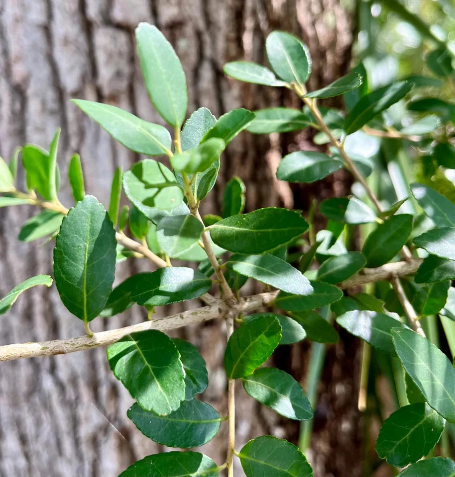 Organic Yaupon Holly Seeds Natural Caffeine Tea Plant Coffee Alternative
