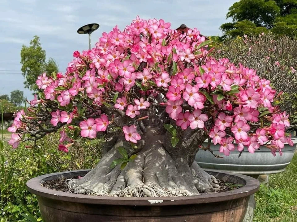 Adenium Arabicum Seeds Rachinee Pan Dok Rare Caudex Desert Rose