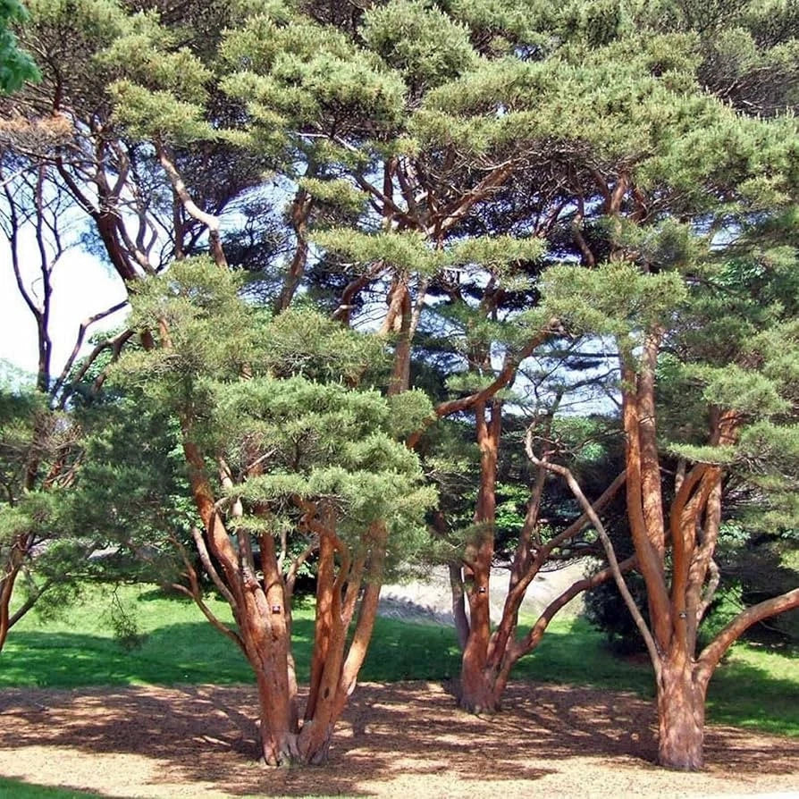 Japanese Red Pine Seeds Pinus densiflora Evergreen Bonsai Tree