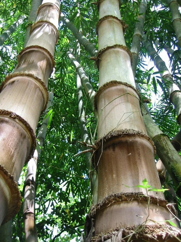 Huge Dragon Bamboo Seeds | Perennial Ornamental Privacy Plant | Fast Shiping
