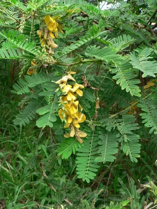 Sesbania sesban Seeds - Sesbania Tree Seeds - Fast Growing Tropical Plant