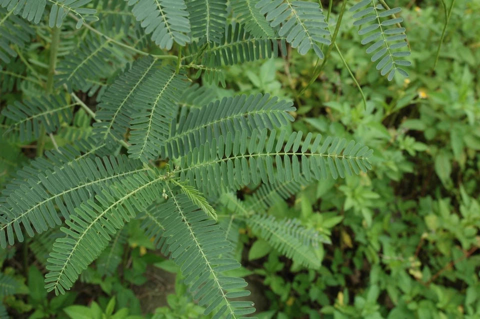 Sesbania sesban Seeds - Sesbania Tree Seeds - Fast Growing Tropical Plant
