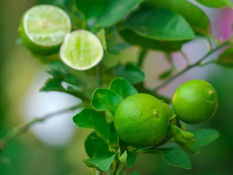 Dwarf Lime Tree Seeds for Planting | Fast Shipping from USA