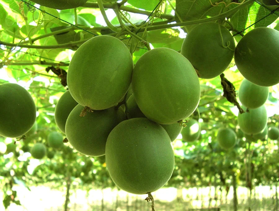 Luo Han Guo Seeds (Siraitia grosvenorii) Monk Fruit Plant Sweet Herb Rare