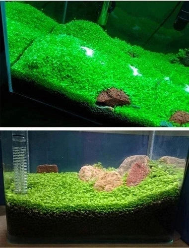 Aquarium Carpet Plant Seeds Aquatic Grass for Fish Tank Decoration