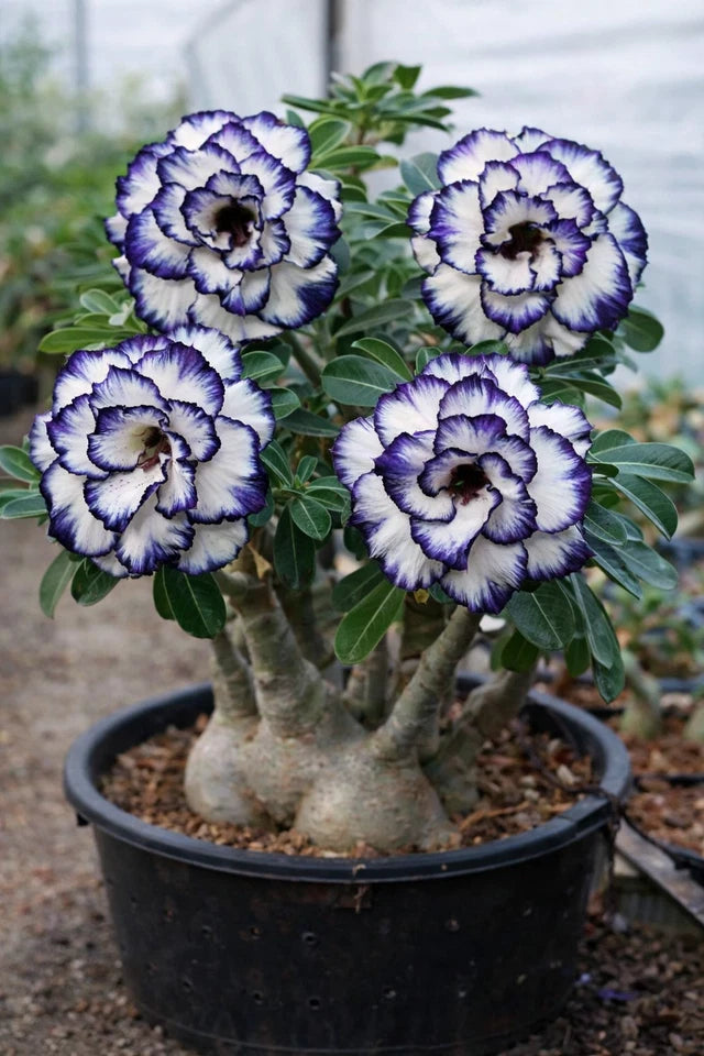 Adenium Somalense “Black Somalense” Seeds Rare Dark Desert Rose