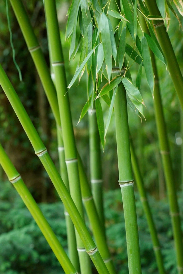 Bissetii Bamboo Seeds | Privacy Climbing Garden Seeds | Fast Growing Screen