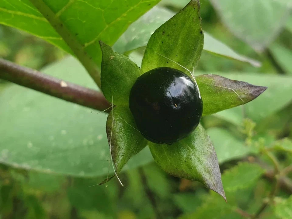 100+ Deadly Nightshade Seeds Atropa belladonna Rare Ornamental Plant USA