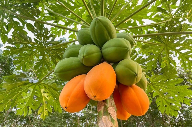 Dwarf Solo Waimanalo Papaya Seeds – Carica Papaya – Fast Fruiting Houseplant