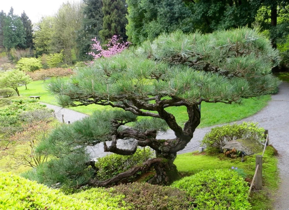 Black Pine Bonsai Seeds | Japanese Black Pine | Pinus Thunbergii